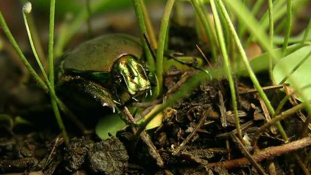 地上的绿甲虫(HD)视频下载