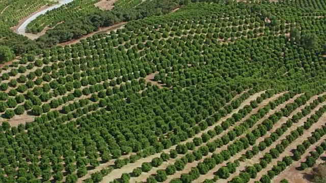 空中的广阔的果园在一个小山上在加利福尼亚视频素材