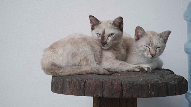 4K近距离小泰国虎斑猫。两只可爱的小猫一起坐在椅子上。概念:自然、动物、生命。视频下载