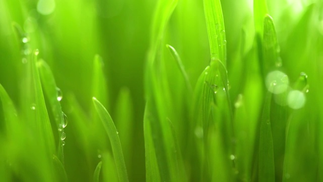4K草與雨滴-近距離微距視頻素材