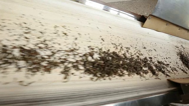 精选茶叶在生产线上加工，传统工艺视频素材