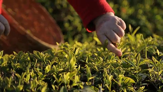 人们在阳光明媚的种植园收获茶叶，到国外就业，做生意视频下载