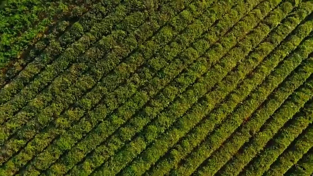 鸟瞰图上均匀排列的茶树种植，生产出口货物视频素材
