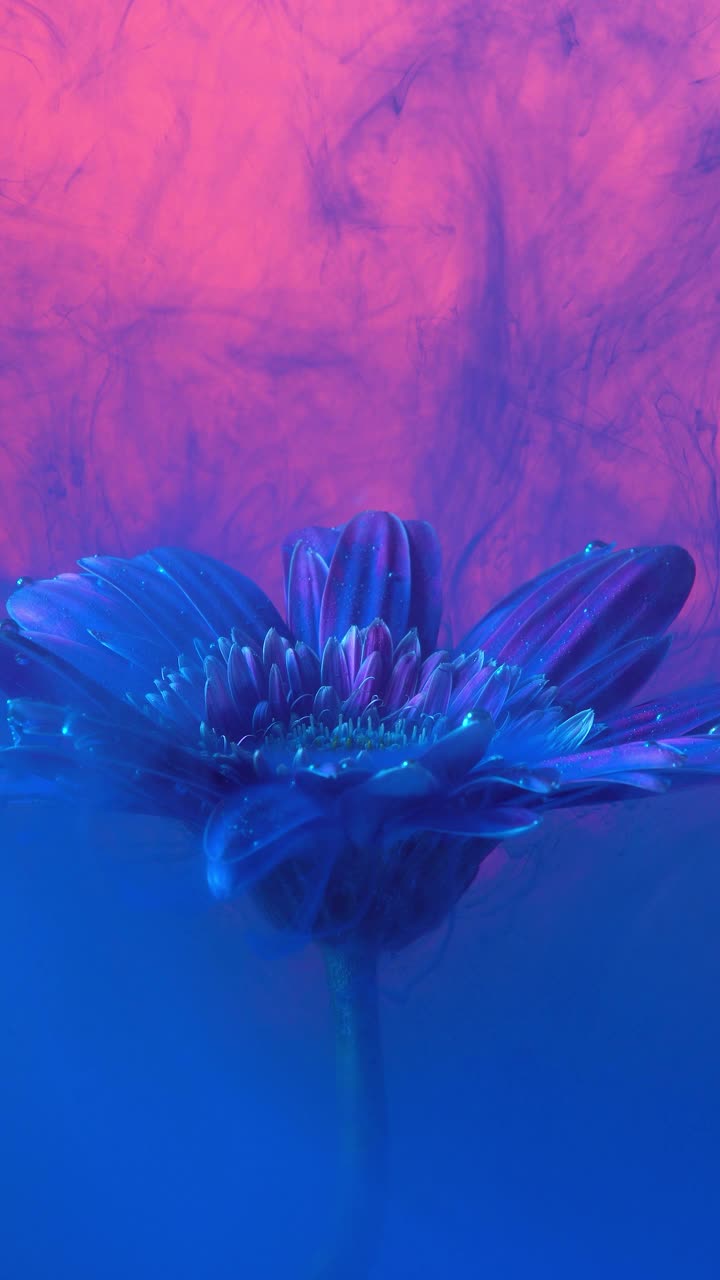 4k垂直蓝色墨水和菊花花在水里。视频下载