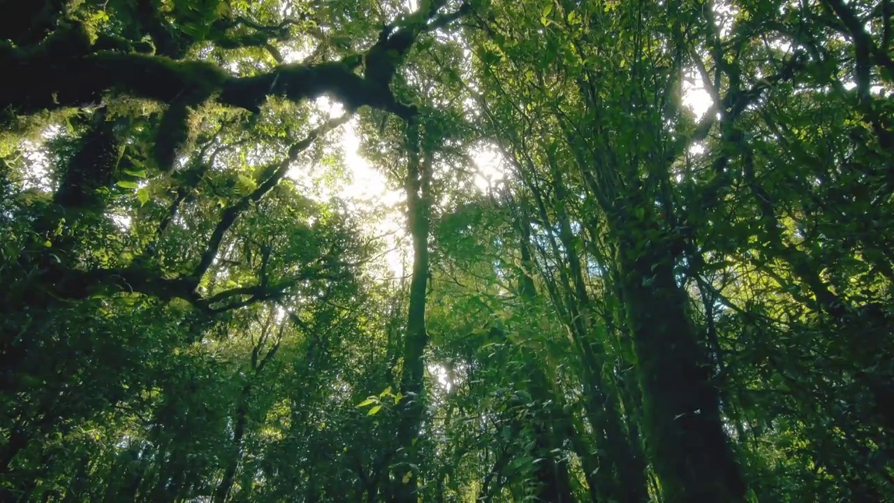 熱帶雨林的樹木，云的誕生視頻素材