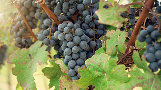 葡萄园红酒葡萄在葡萄酒厂视频素材