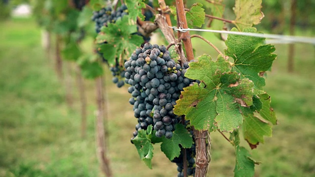 葡萄园红酒葡萄在葡萄酒厂视频素材