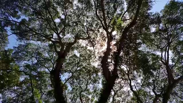 低角度的雨树视频素材