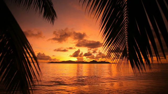 美丽的日落和宽阔的棕榈树视频素材
