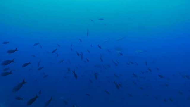 克理奥尔鱼和大眼鲹鱼在海面下成群游动视频下载