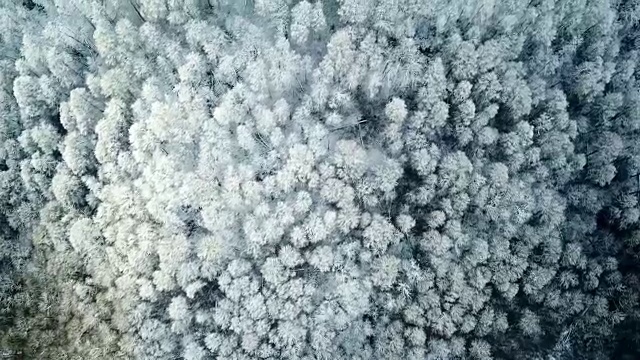 鸟瞰图积雪的冬季森林树木纹理视频下载