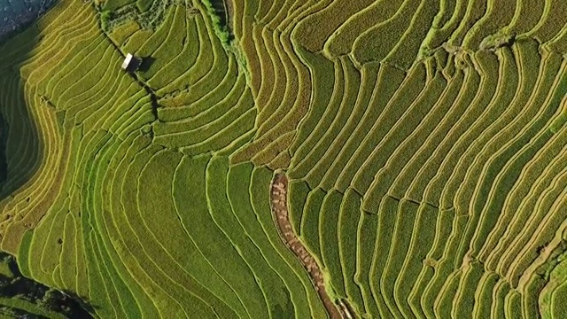 越南盐白梯田上的稻田。美丽的梯田在木仓寨收获季节视频下载