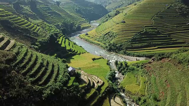 越南盐白梯田上的稻田。美丽的梯田在木仓寨收获季节视频下载