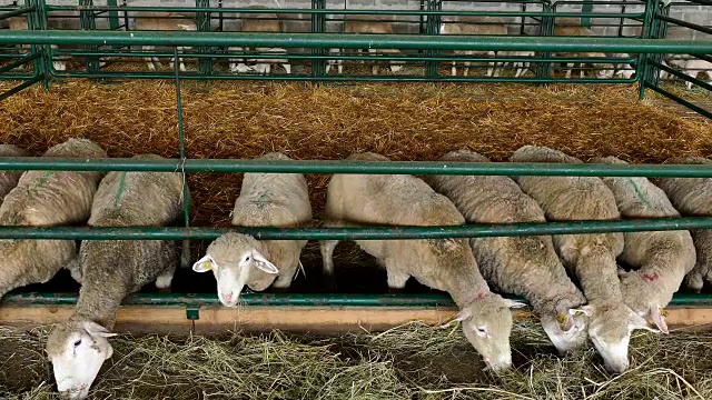 羊在羊圈里吃干草视频下载