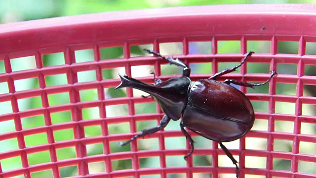红篮子里的甲虫视频下载