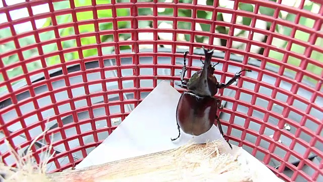 红篮子里的甲虫视频素材