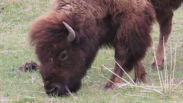 黄石公园春天的野牛视频素材