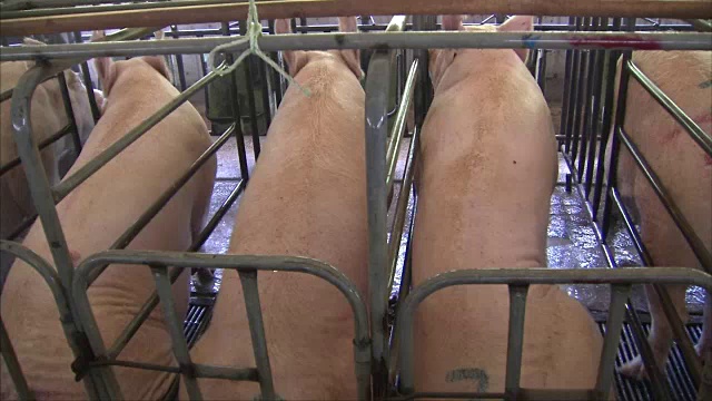 农场里的猪正在被喷洒消毒剂视频下载