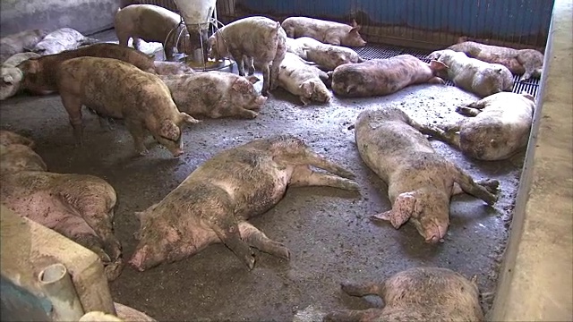 猪躺在农场上睡觉视频素材