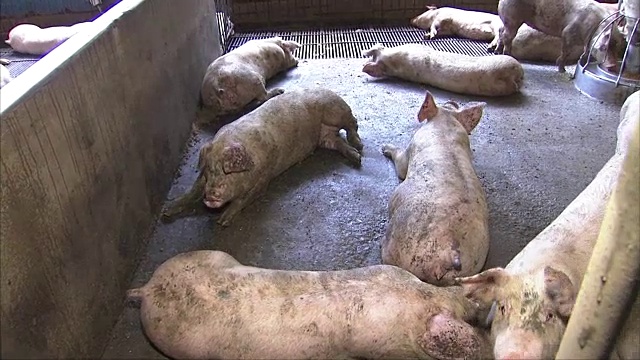 猪躺在农场上休息视频素材