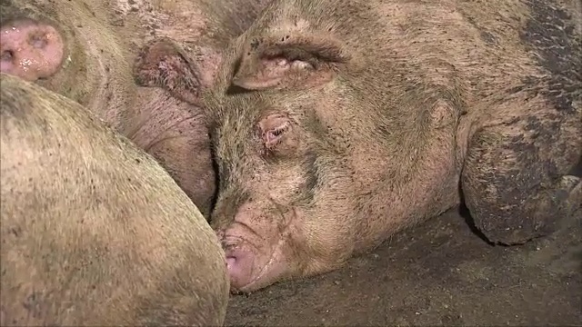 猪躺在农场上休息视频素材