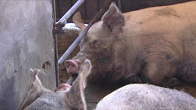 猪在农场的阴凉处休息视频素材