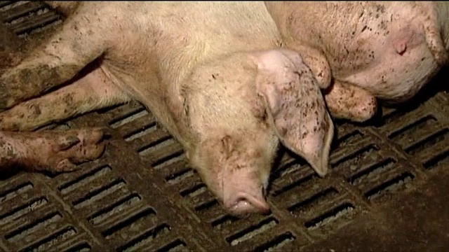 猪躺在农场上喘粗气视频素材