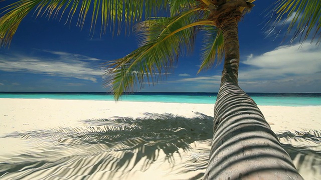 垂直的沙滩上有棕榈树视频素材