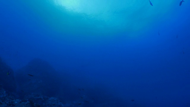 在深蓝色海洋中游动的远洋鲨鱼视频下载
