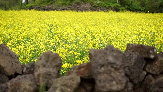 在济州岛，杭甬明的石壁上看，油菜花迎风飘扬视频素材