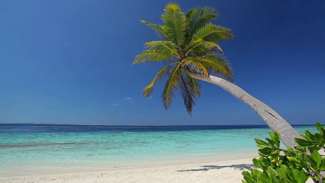 海滩上孤独的棕榈树视频素材