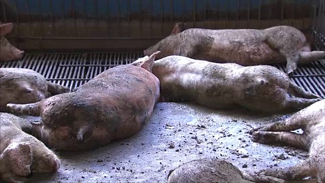 猪躺在农场上睡觉视频素材