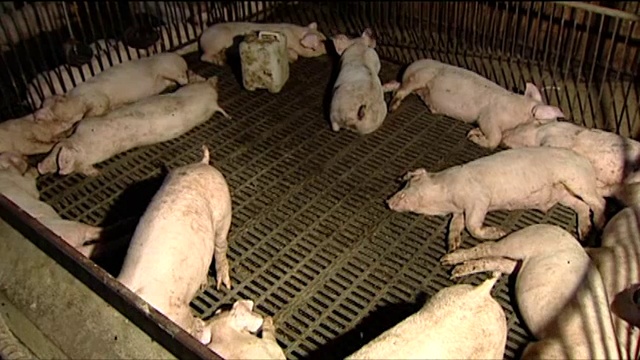 农场围栏内休息的猪视频素材