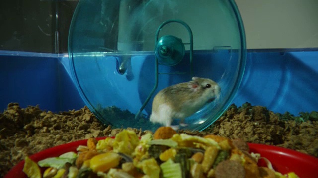 MS宠物侏儒仓鼠在轮子上奔跑，食物在前景视频素材