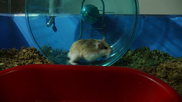 MS宠物侏儒仓鼠跑在轮子与空食物碗在前景视频素材