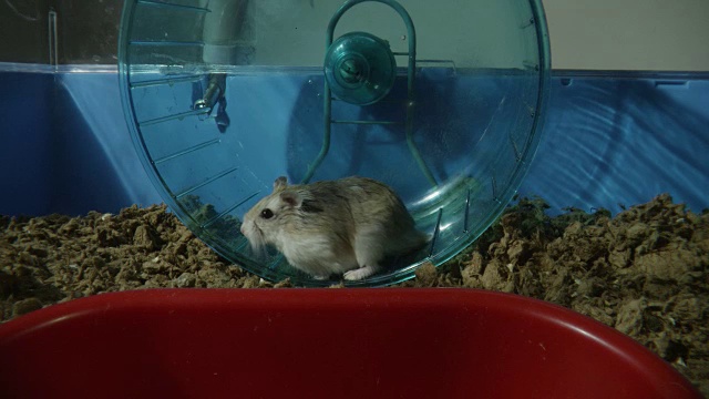 MS宠物侏儒仓鼠在轮子上运行与空的食物碗在前景视频素材