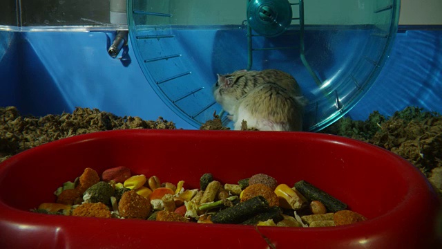 MS宠物侏儒仓鼠在轮子上运行与食物在前景加入第二仓鼠视频素材