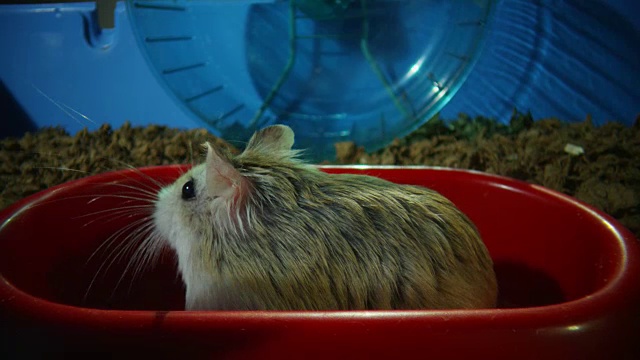 CU的宠物小仓鼠坐在离摄像机很近的碗里，另一只在轮子上视频素材