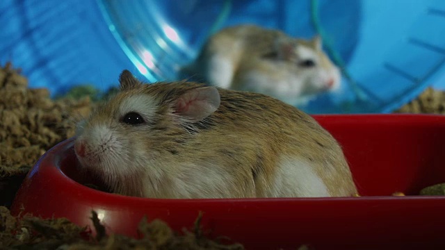 CU的宠物小仓鼠坐在离摄像机很近的碗里，另一只在轮子上视频素材