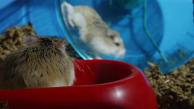 MS的宠物侏儒仓鼠在碗非常接近相机与另一个车轮视频素材
