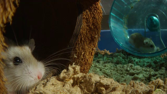 宠物侏儒仓鼠在笼子里和其他跑在轮子上的仓鼠打架视频素材