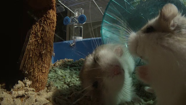 CU的宠物小仓鼠离相机非常近，其他的仓鼠在轮子上奔跑视频素材