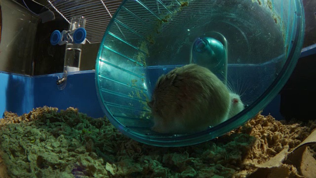 一群宠物侏儒仓鼠在笼子里打轮子视频素材