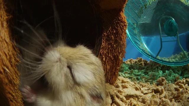 宠物侏儒仓鼠在笼子里打斗，距离摄像机非常近视频素材