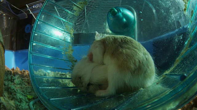2只宠物侏儒仓鼠在笼子里非常近距离地战斗视频素材