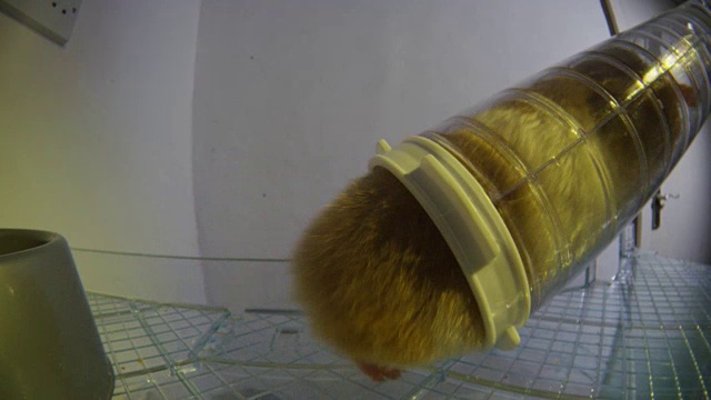 CU宠物叙利亚仓鼠从食物碗中非常近距离地拿胡萝卜视频素材