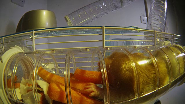 WS起重机下来的宠物叙利亚仓鼠运行通过管道和增加胡萝卜的食物囤积在前景视频素材