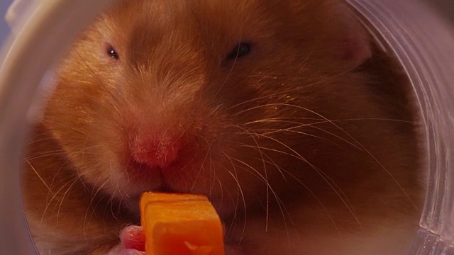 ECU宠物叙利亚仓鼠在试管中吃胡萝卜视频素材