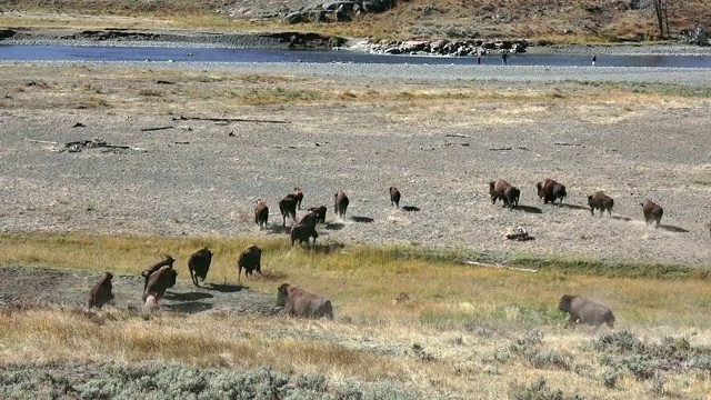 黄石国家公园的野牛视频素材