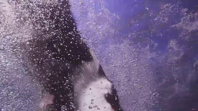 这只西班牙猎犬跳入水中接球视频素材